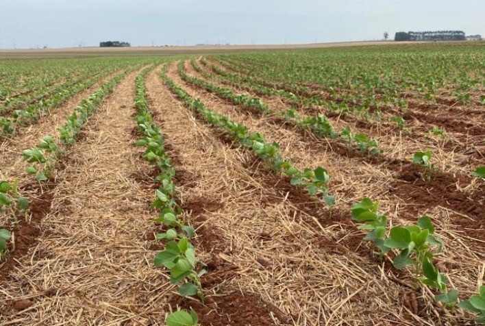 AGRO: Rally Cocamar confere como obter produtividades altas em solos com baixos teores de argila