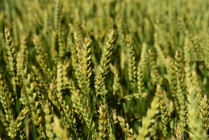 Biotrigo e Agrária lançam primeira cultivar de trigo exclusiva para malte do Brasil