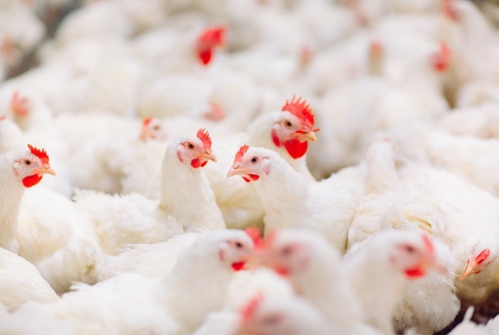 Uso de fitogênicos no controle da coccidiose será abordado no "Simpósio de Enfermidades das Aves: Coccidiose Saúde & Integridade Intestinal"