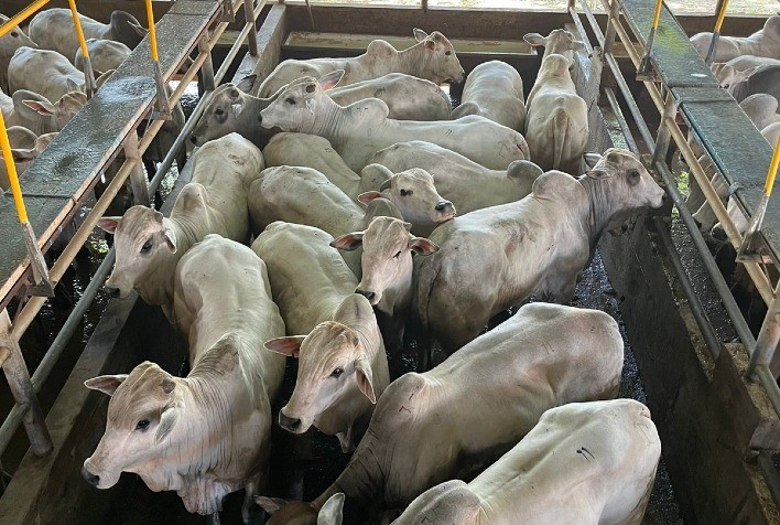 Circuito Nelore de Qualidade desembarca em Santa Cruz de La Sierra, na Bolívia, para sua 4ª etapa internacional em 2023