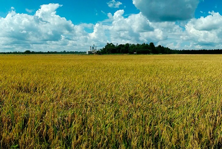 Estimativas indicam alta na produção de arroz