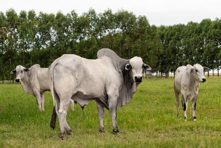 Ao aliar produção de alimentos ao bem-estar animal, Brasil se torna referência mundial