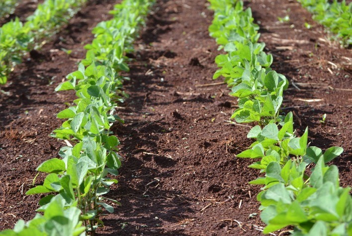 Estudo da Novozymes revela os benefícios da utilização de biossoluções na cadeia de valor agrícola no Brasil