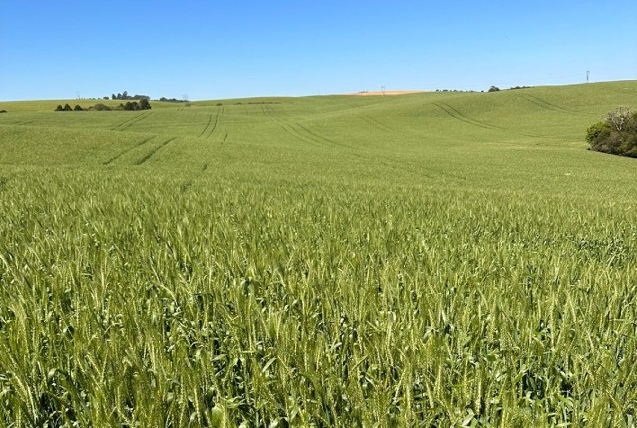 Semevinea traz genética para revolucionar o plantio de inverno