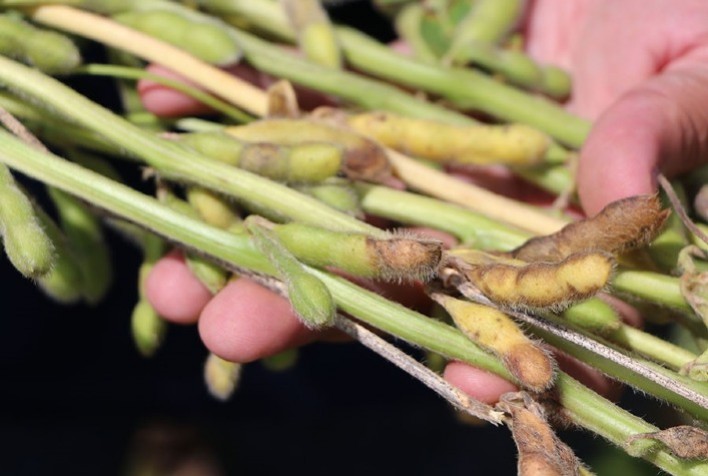 Cientistas avaliam fungicidas e cultivares para combater a podridão de grãos na soja