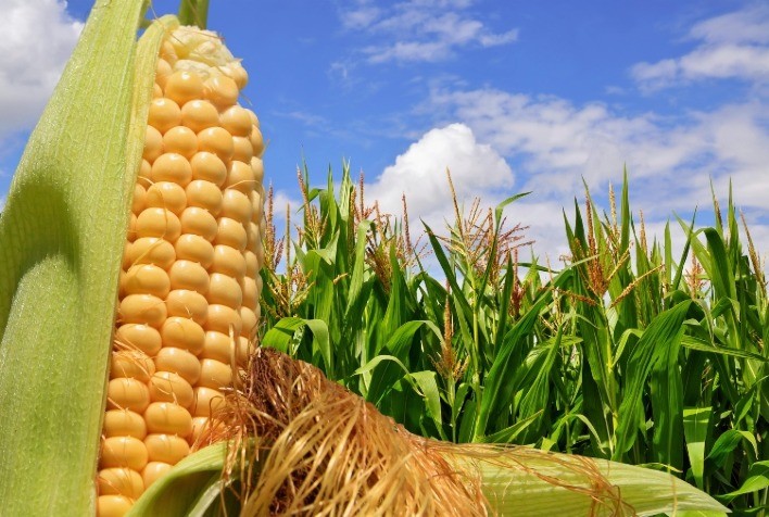 Imea indica queda no custo de produção do milho no Mato Grosso