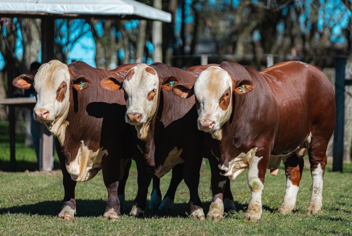 Exposição em Alegrete destaca genética Hereford e Braford da Fronteira Oeste