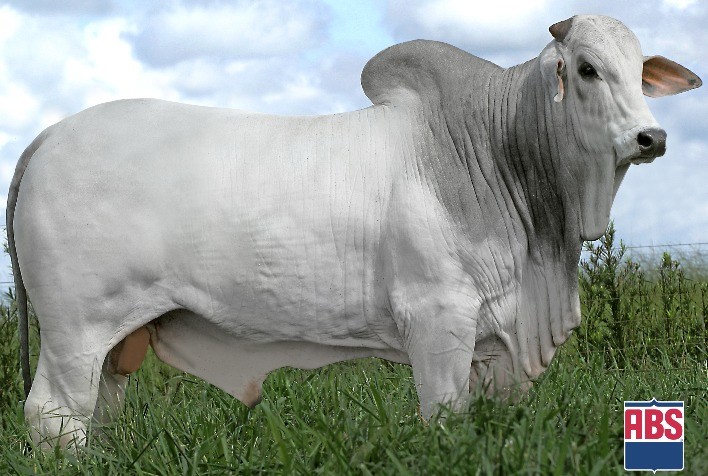 ANCP anuncia novo líder do sumário de touros Nelore