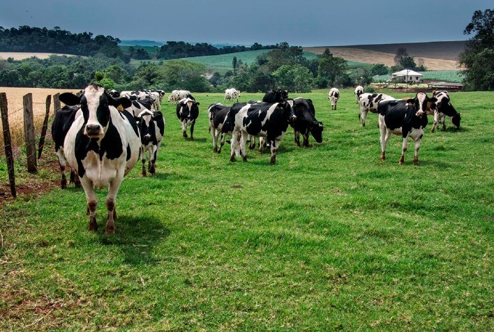 RS é o estado mais atuante no combate à brucelose e tuberculose
