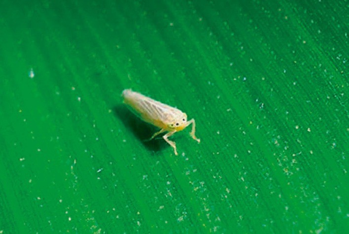 Safra 2023-24: El Niño favorece cigarrinha-do-milho, alerta pesquisador