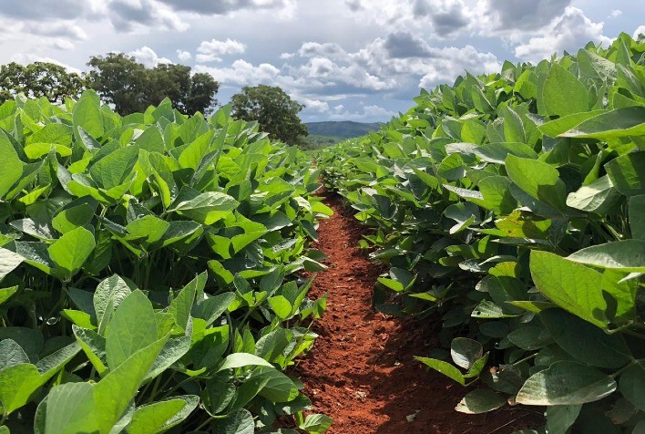 Bactérias inteligentes são aliadas dos produtores na regeneração de solo
