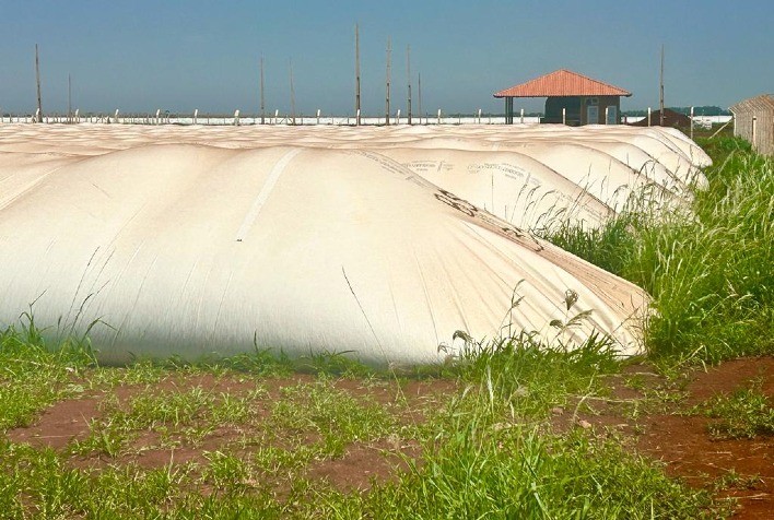 Estudo compara a qualidade dos grãos armazenados em silos bolsas e metálicos