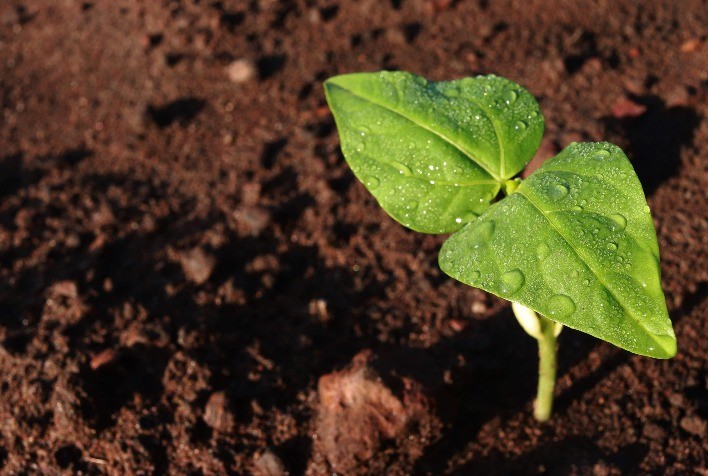 Agrodefesa alerta para o fim do vazio sanitário do feijão em todas as regiões de Goiás