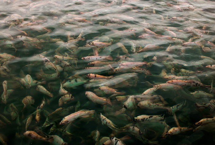 “Certificações internacionais de excelência abrem portas para o peixe brasileiro no exterior”, afirma especialista da Fider Pescados
