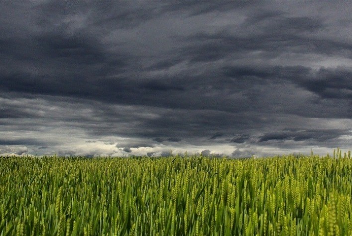 Condições climáticas na Europa impactam culturas de inverno