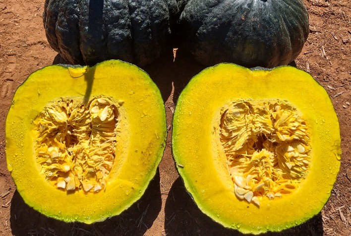 Adaptabilidade de abóbora híbrida da linha Superseed possibilita cultivo rentável aos produtores