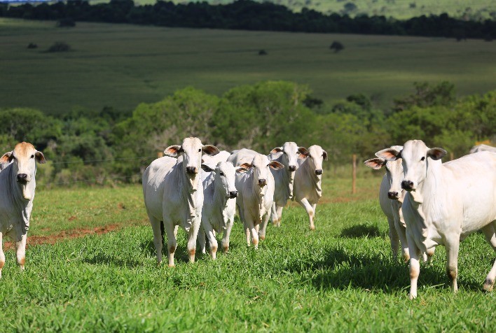 Protocolo indica estratégias para diminuir a idade de reprodução e otimizar a taxa de prenhez em fêmeas comerciais e de seleção