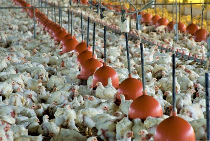 Avicultura é o primeiro produto na geração de valor nas propriedades rurais do Paraná