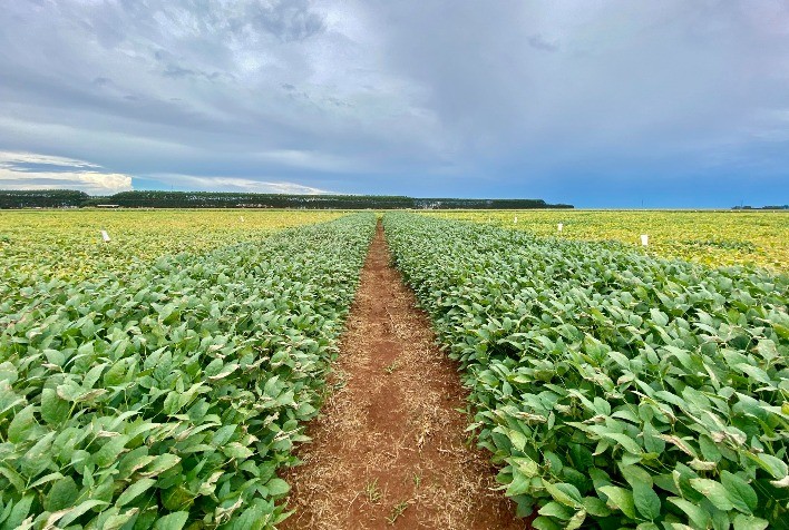 Acompanhando as tendências e demandas de clientes e consumidores, empresas do agronegócio buscam estabelecer compromissos ESG