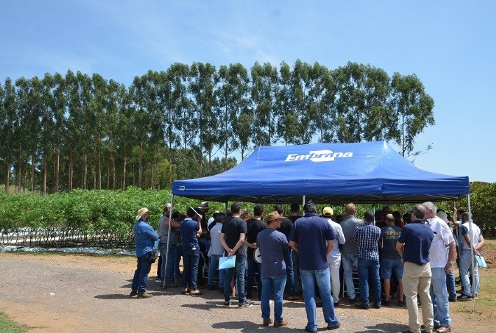 Tecnologias de manejo e processamento da mandioca de mesa são apresentadas em Dia de Campo no DF