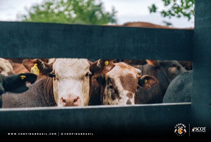 Confina Brasil 2023 chega à 4ª rota em confinamentos no Rio Grande do Sul