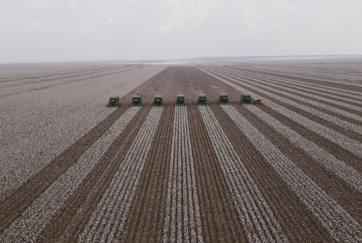 Cultivares superprecoces de soja podem salvar janela de plantio da safrinha de algodão ou milho