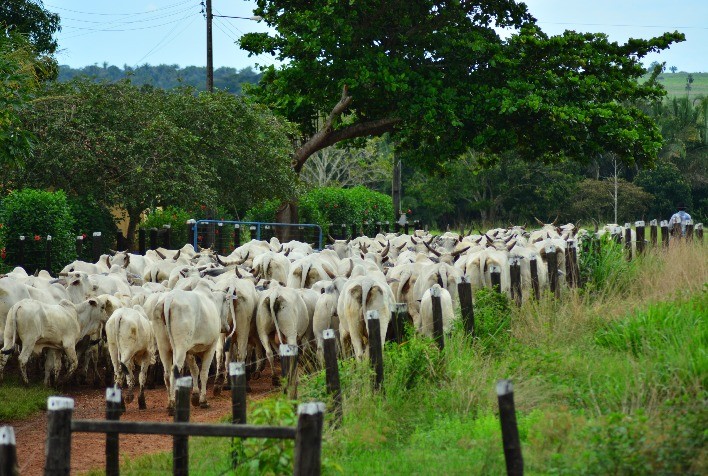 E-commerce de genética é nova tendência para o produtor brasileiro