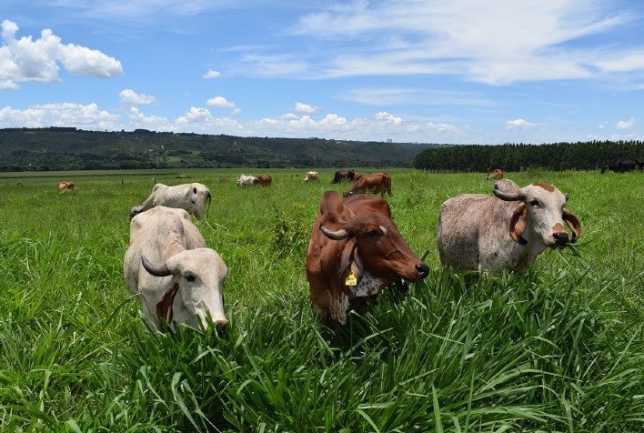 Criadores podem inscrever novilhas na Prova de Leite a Pasto da Embrapa Cerrados até 31 de outubro