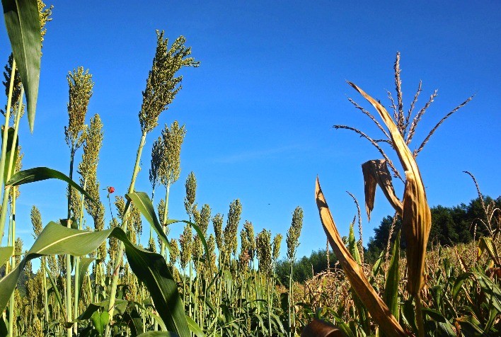 Produção mineira de sorgo cresce 84% e deve atingir 1,2 milhão de toneladas