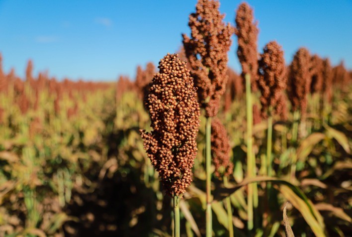 Cereal em expansão: Mercado de sementes de sorgo granífero cresceu 23% em 2023