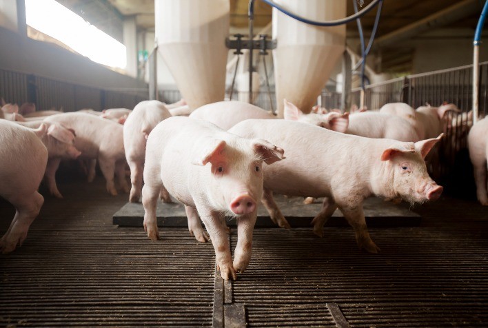 Preço do suíno vivo aumenta 4,5% no decorrer do ano, mas segue 4% abaixo do ano retrasado