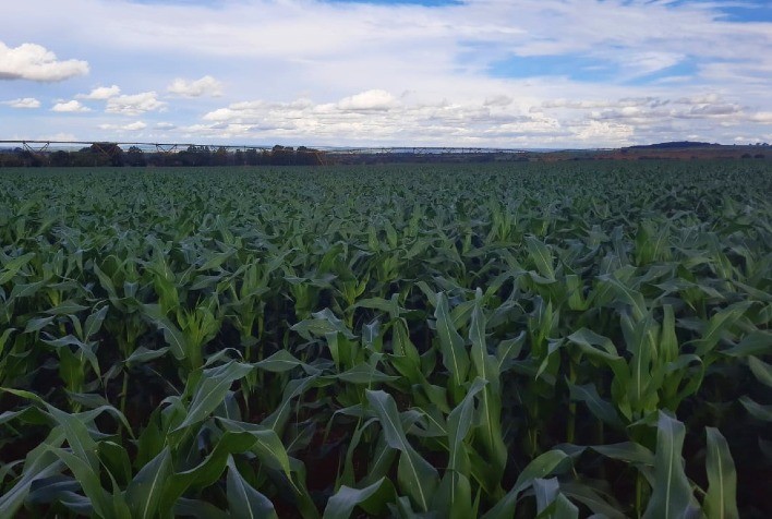 El Niño causa disparidades no plantio da soja do MT, ameaça milho safrinha