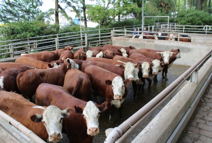 Qualidade da Carne Hereford ganha destaque em nova edição do Concurso de Carcaças