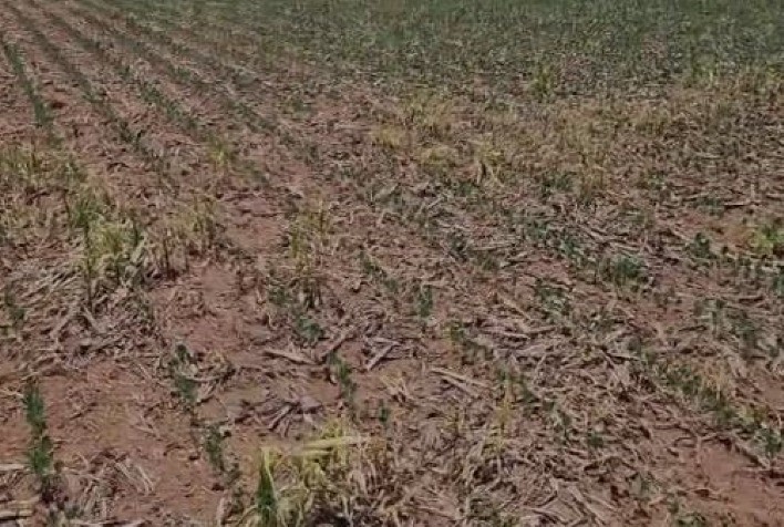 Irregularidade nas chuvas pode comprometer desempenho da produção de soja na safra 2023/2024