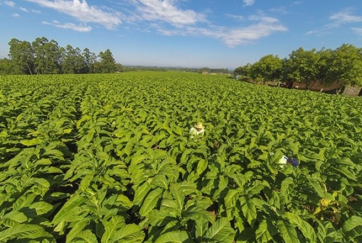 Ganho do produtor de tabaco é 150% maior que a média