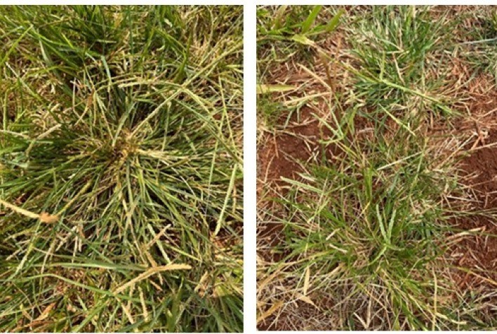 Capim-Pé-de-Galinha resistente a herbicidas se torna um problema de proporções continentais