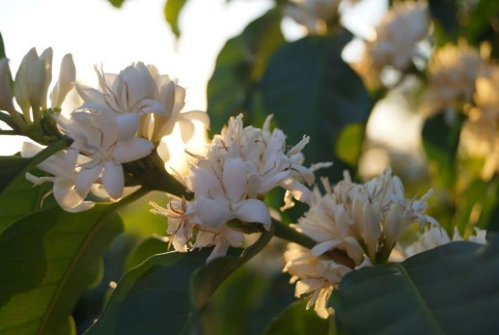 Em época de florada, o café exige cuidados e seguro pode ser uma importante ferramenta de proteção