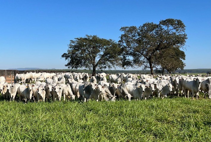 CFM oferta 250 touros Nelore em último leilão do ano