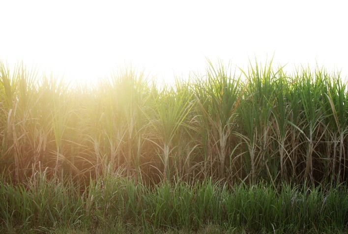 Automação da adubação impacta na produtividade do canavial