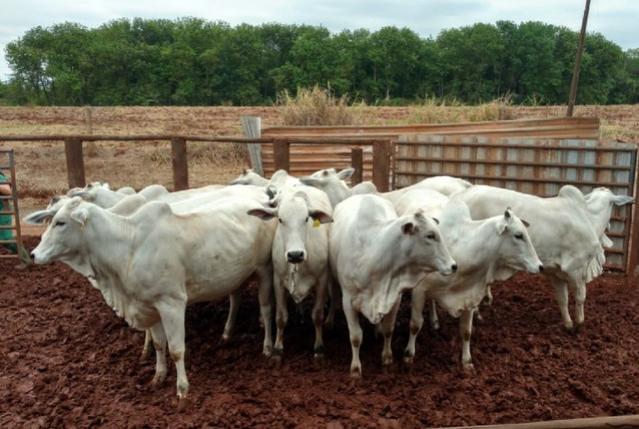 Ciência busca respostas sobre fatores associados à fertilidade de novilhas pré-púberes