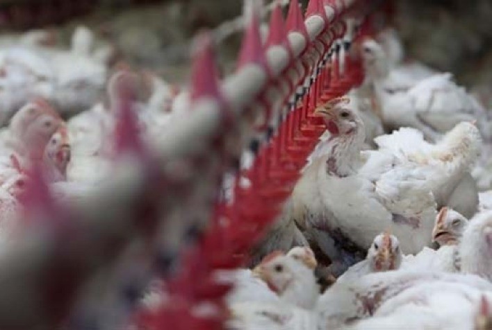 Frango vivo: no Estado de São Paulo, preços mantêm a mesma estabilidade da maior parte do ano