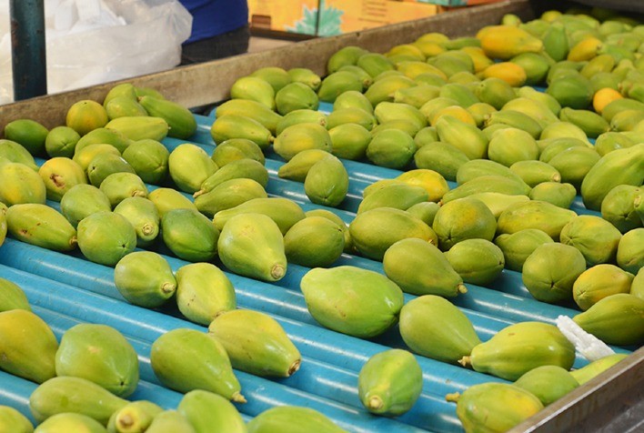Mamão: Preços do formosa e do havaí caem com força no ES