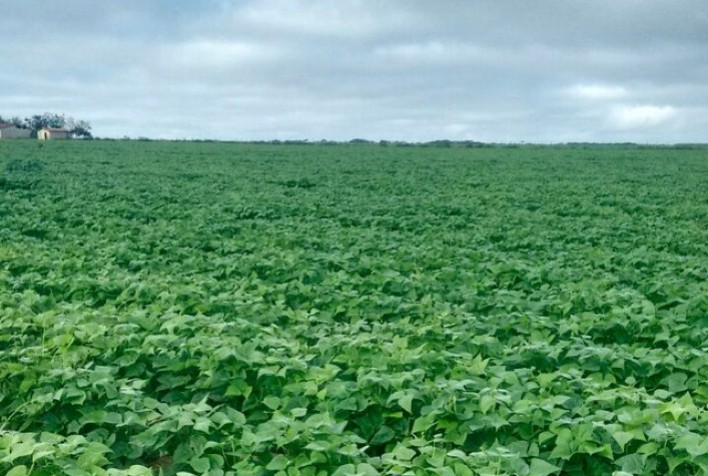 Ibrafe: El Niño destrói Feijão no Paraná