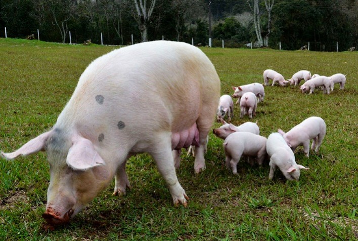 Brasil tem o menor custo de produção de suínos entre 17 países