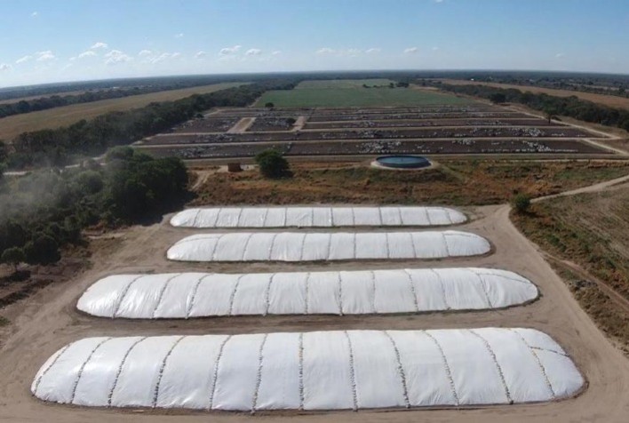 Armazenamento correto da silagem é essencial para ganho de produtividade do rebanho