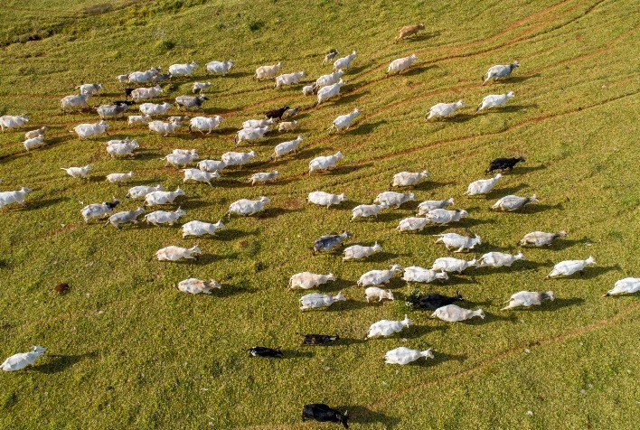 Pará recebe evento para debater futuro da pecuária na Amazônia Legal