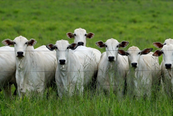Pesquisa reforça a importância do uso da seleção genômica para obter animais mochos