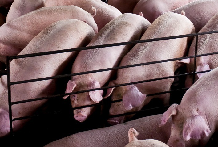 Agroceres PIC lança Guia Valor Máximo de Carcaça