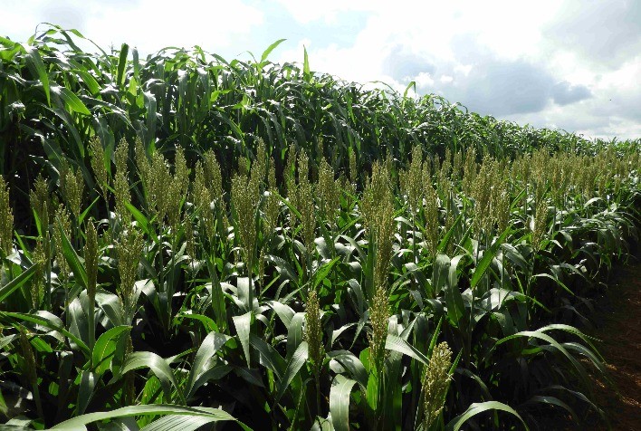 Dobradinha milho/sorgo pode reduzir riscos na segunda safra