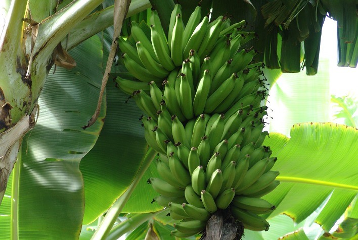 Diversificação de culturas é alternativa segura para agricultura familiar